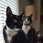 Walter & Winnie - @thecatswalterandwinnie - Instagram