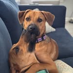 Walter & Winnie 🐶 - @walterandwinnietx - Instagram