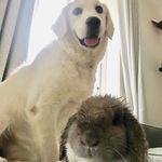Walter, Winnie & Disney - @walter.winnie.disney - Instagram