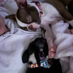 Winnie & Walter - @winnie.walter.boston21 - Instagram