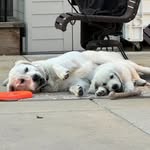 Winnie & Walter + Cats (Leo, Lanny, Louie, & Bella) - @winnieloveswalter - Instagram