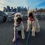 Winnie & Walter the Wheatens - @winniewheats - Instagram