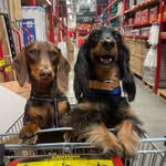 Winnie and Walter - @winnieandwalterthedachies - Instagram