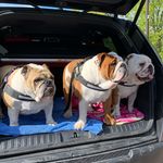 Winnie, Walter & Walnut - @winnie_walter_walnut - Instagram