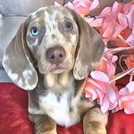 Winnie, Walter & Wanda - @when_winnie_met_wally - Instagram
