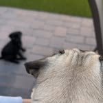 Winnie, Walter, and Ellie - @waltwinnieworld - Instagram