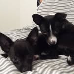 Winnie&Walter - @winniewalterpups - Instagram