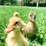winston, winnie, & walter - @quackentine - Instagram