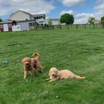 Phoebe & Winnie Weaver - @phoebe.winnie.goldendoodles - Instagram