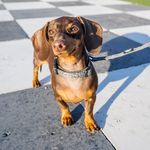 Winnie Weaver Lerom 🍯 Tampa - @winniethedoxiepup - Instagram