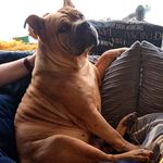 🐾Sir Winston Babbaganoosh 🐾 - @sir_winston_babbaganoosh - Instagram
