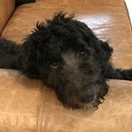 Winston Doodle - @winston_doodle_babb - Instagram