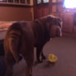 Winston Baker - @winstonbaker_thedog - Instagram