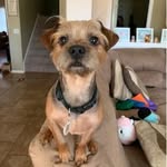 Winston Baker - @winston_thedog17 - Instagram