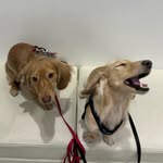 Winston & Benjamin 🐾 - @_theweenieboys - Instagram