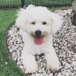 Winston Benjamin - @winstonwagging - Instagram