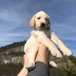 🐾Winston Benjamin Hudson🐾 - @winstonthelabranoodle - Instagram