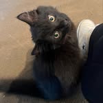 Winston Benjamin Loose - @winstonthecatmeow - Instagram