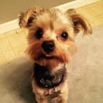 Winston Benjamin Schoenhofen - @loveable_winston - Instagram