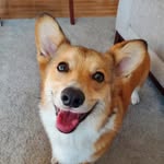 Winston Popsicle Benjamin - @calicorgiwinston - Instagram