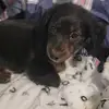 Winston - @winston_brimsley - TikTok