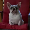 Winston_thefrenchie - @winstonsmom_tonyabrumley - TikTok