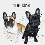 Winston&Bertie - @bromleyfrenchies - Instagram