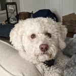 Winston & Tilly Biddle - @mr.winston_and_tilly - Instagram