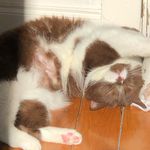 Winston_the_cat - @winston_carrel - Instagram