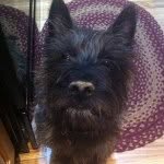 Winston Carter - @winston_the_cairn_terrier - Instagram