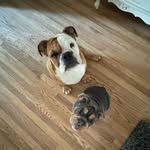 Hi! We’re Winston and Clementine 🐾 - @bulldogs_winstonandclementine - Instagram