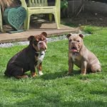 Winston & Clementine - @winstonclementine - Instagram