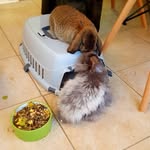 Winston & Clementine - @winston_and_clementine_bunnies - Instagram
