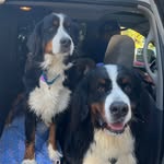 Winston & Clementine - @sirwinston_ladyclementine.bmd - Instagram