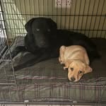 WINSTON & CLEMMIE 🐾 - @winston.and.clementine - Instagram