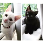 Winston and Clem - @winston_and_clement - Instagram
