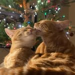 Winston and clemmy - @winston_and_clementine_ - Instagram