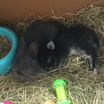 Winston_Clementine - @winston_clementine - Instagram