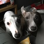 @winston_clementine_ - Instagram