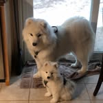 Winston&Clementine - @siblingsamoyeds - Instagram