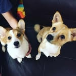 Winston&Clementine - @winston_and_clem - Instagram