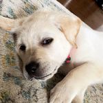 Winston - @winston.cooke.adams - Instagram