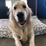 Winston - @winstoncunningham_ - Instagram