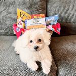 Winston G. Cunningham - @thatmaltipoo_winston - Instagram