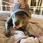 Winston Hercules Cunningham - @staffywinstagram - Instagram