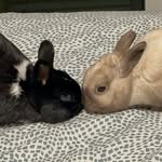 Winston & Wendell Dang - @dbldblyoudee - Instagram