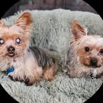Dillon & Winston - @winstondillonyorkies - Instagram
