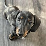 Winston Farrell 💙🐶 - @winstontheweiner2 - Instagram