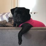 Winston Mead Farrell - @pug.named.winston - Instagram