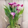 margarita - @winstonflowers888 - TikTok